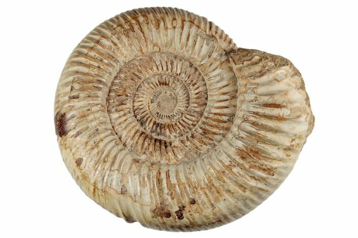 Jurassic Ammonite (Perisphinctes) - Madagascar #191431